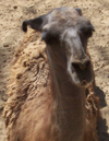 lama2